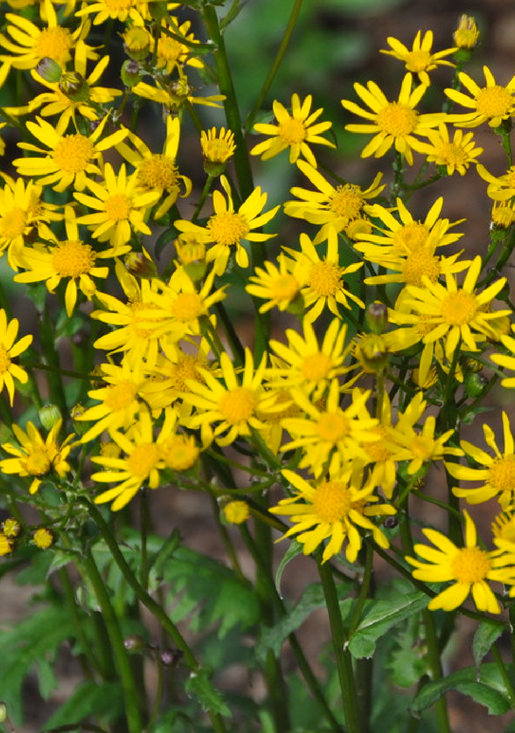 Golden Ragwort (Packera aurea) | Deeply Rooted Landscapes